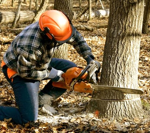 Tree Removal in Goshen, VA